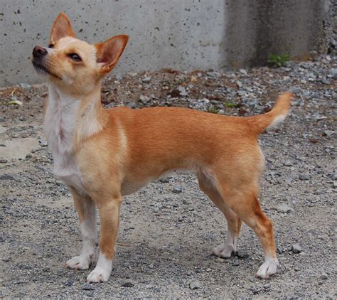 podenco portugués|Portuguese Podengo